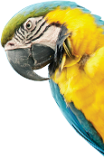 Parrot image