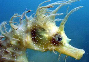How YOU can help save our marine wildlife!