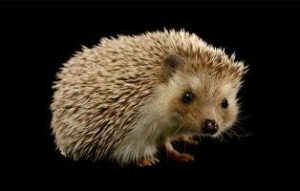 Hedgehog Facts!