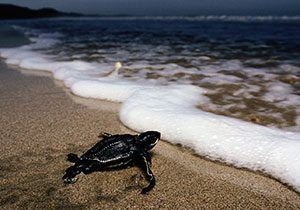 Leatherback turtle facts!