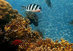 Coral reef facts