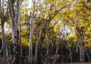 What is a bushfire?