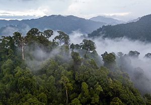 Rainforests Quiz!