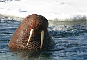 10 wacky walrus facts!